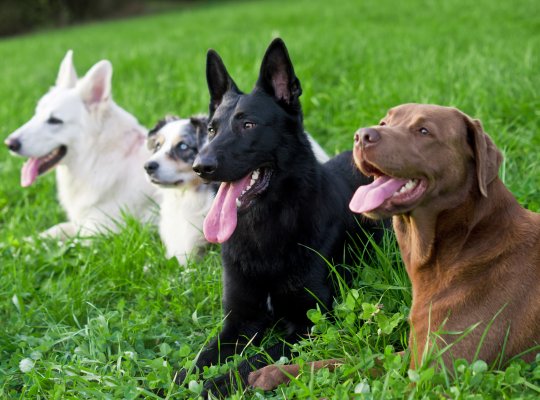 Värmeslag – Lämna aldrig hunden i bilen vid solsken!
